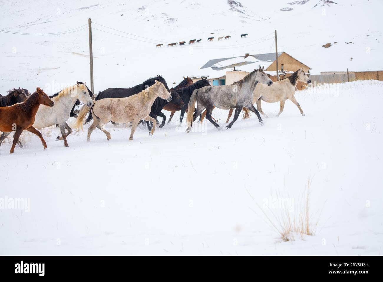 Mandria di cavalli che galoppicano sulla neve in Kirghizistan Foto Stock