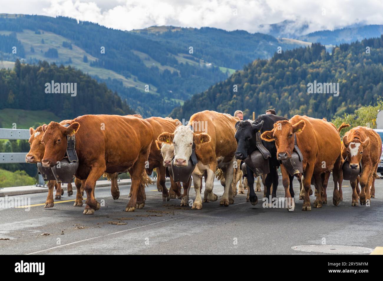 Un gregge di bovini con grandi campanacci su cinghie di cuoio attraversa la strada durante l’Alpabzug a Oberschrot, comune di Plaffeien, cantone di Friburgo, Svizzera, con una vasta veduta sulla valle montana boscosa del distretto di Sense. Ogni anno alla fine di settembre, le famiglie di pastori riportano i loro greggi dai pascoli alpini nella valle, accompagnati da una festa paesana con musica e vendita di formaggio. Nel 2023, 19 famiglie di pastori sono arrivate a intervalli di un quarto d’ora. Foto Stock