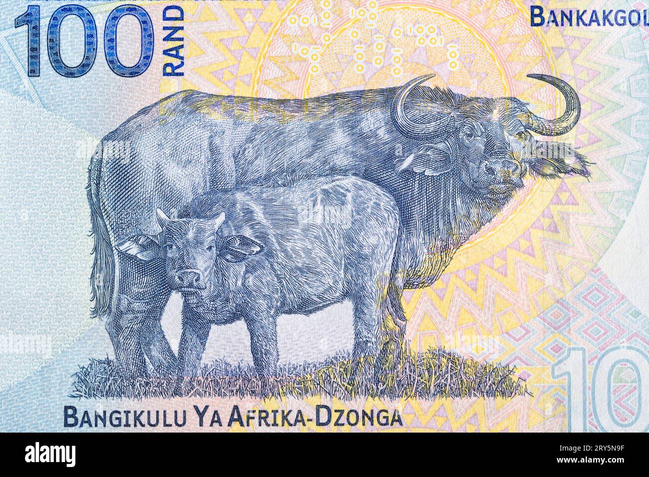 Bufalo del Capo dal rand sudafricano Foto Stock