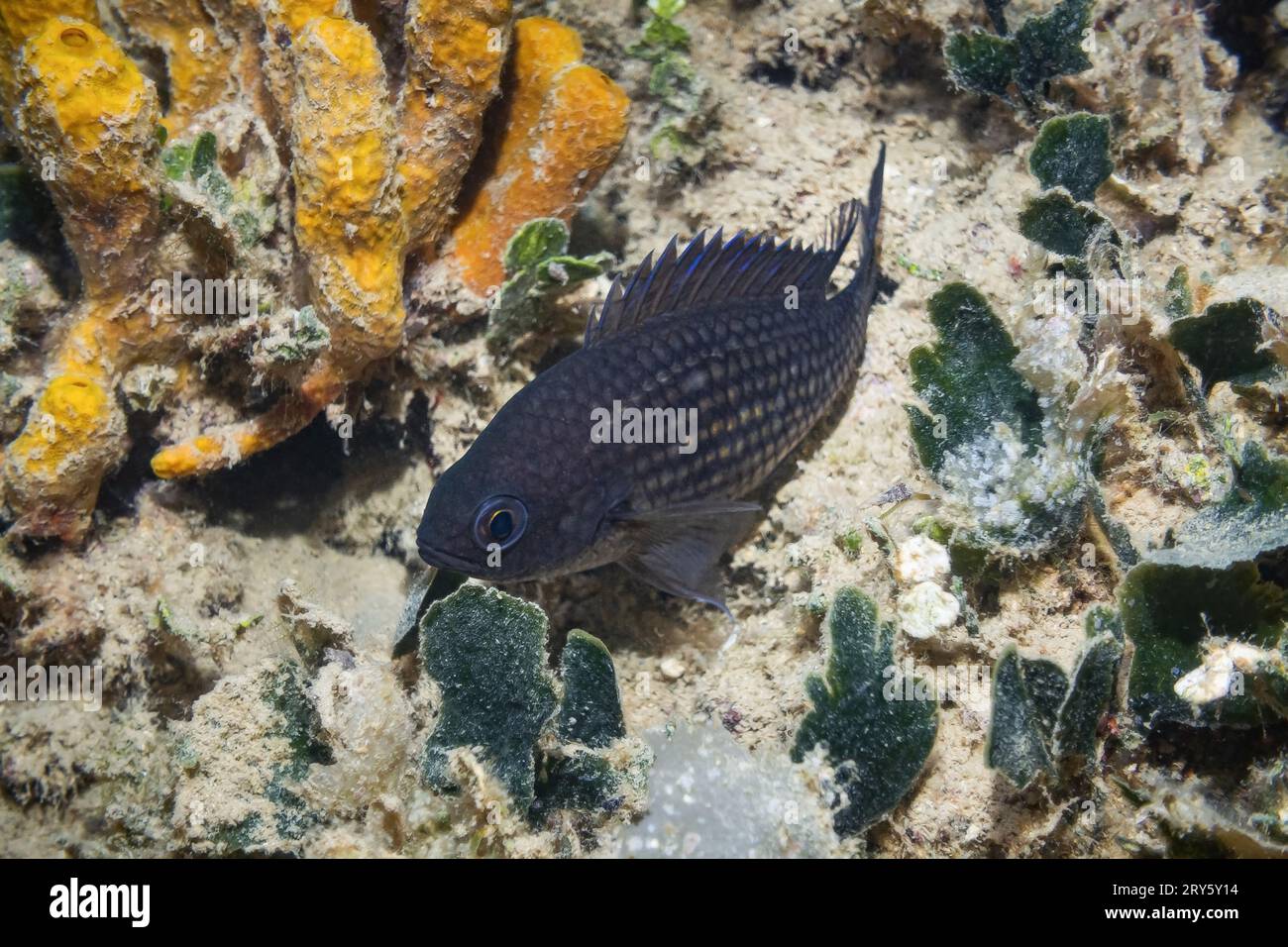 Damigella (Chromis Chromis), Mare Adriatico, Mar Mediterraneo, Croazia Foto Stock