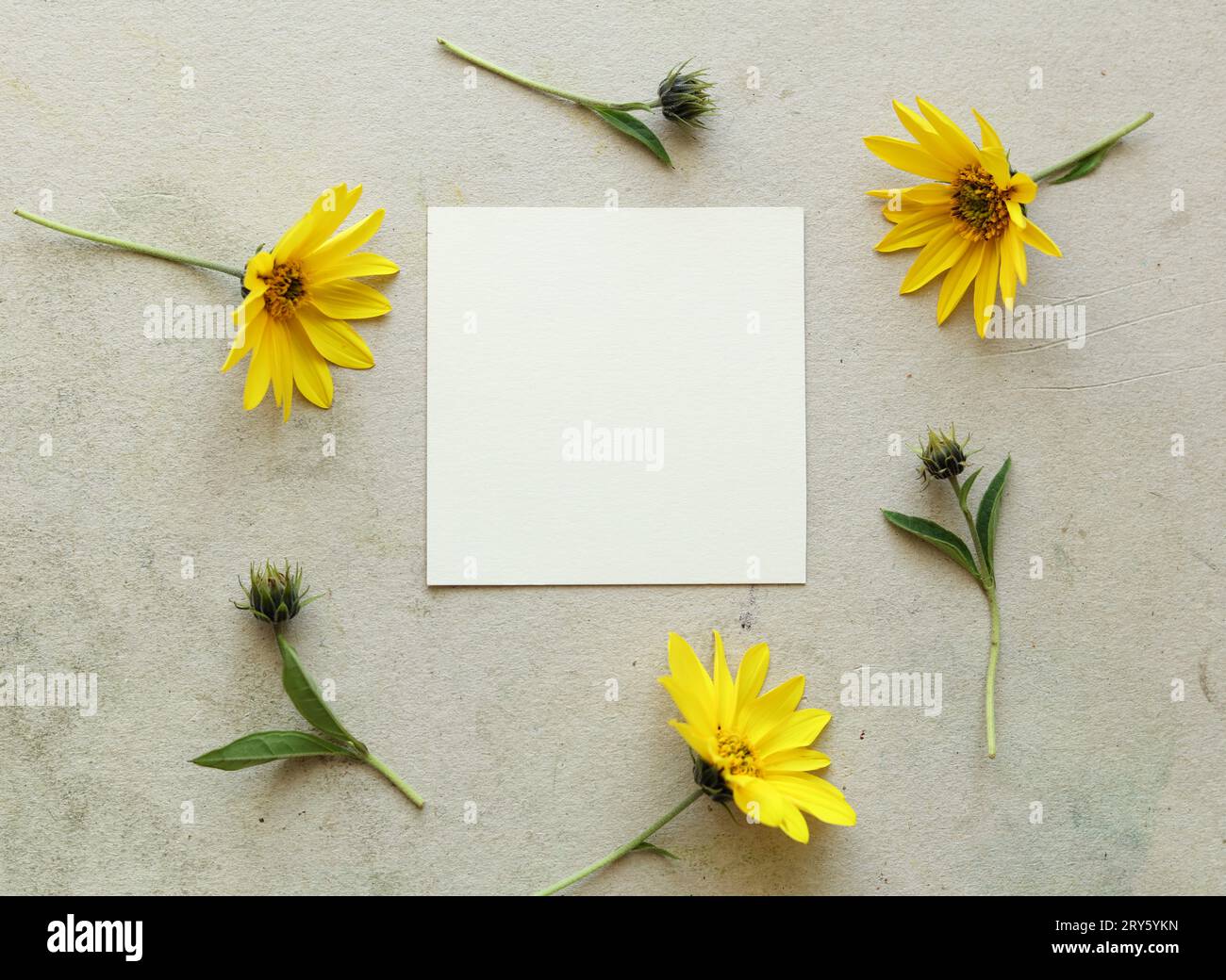 girasoli selvatici che incorniciano una scheda vuota Foto Stock