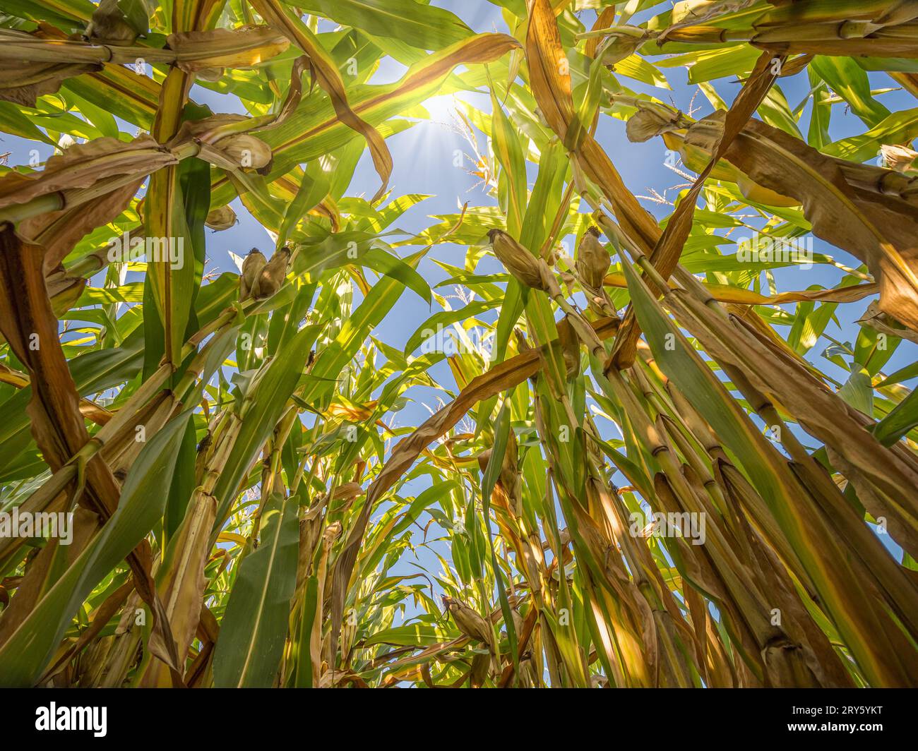 Campo di maturazione di piantagioni di mais dolce Foto Stock