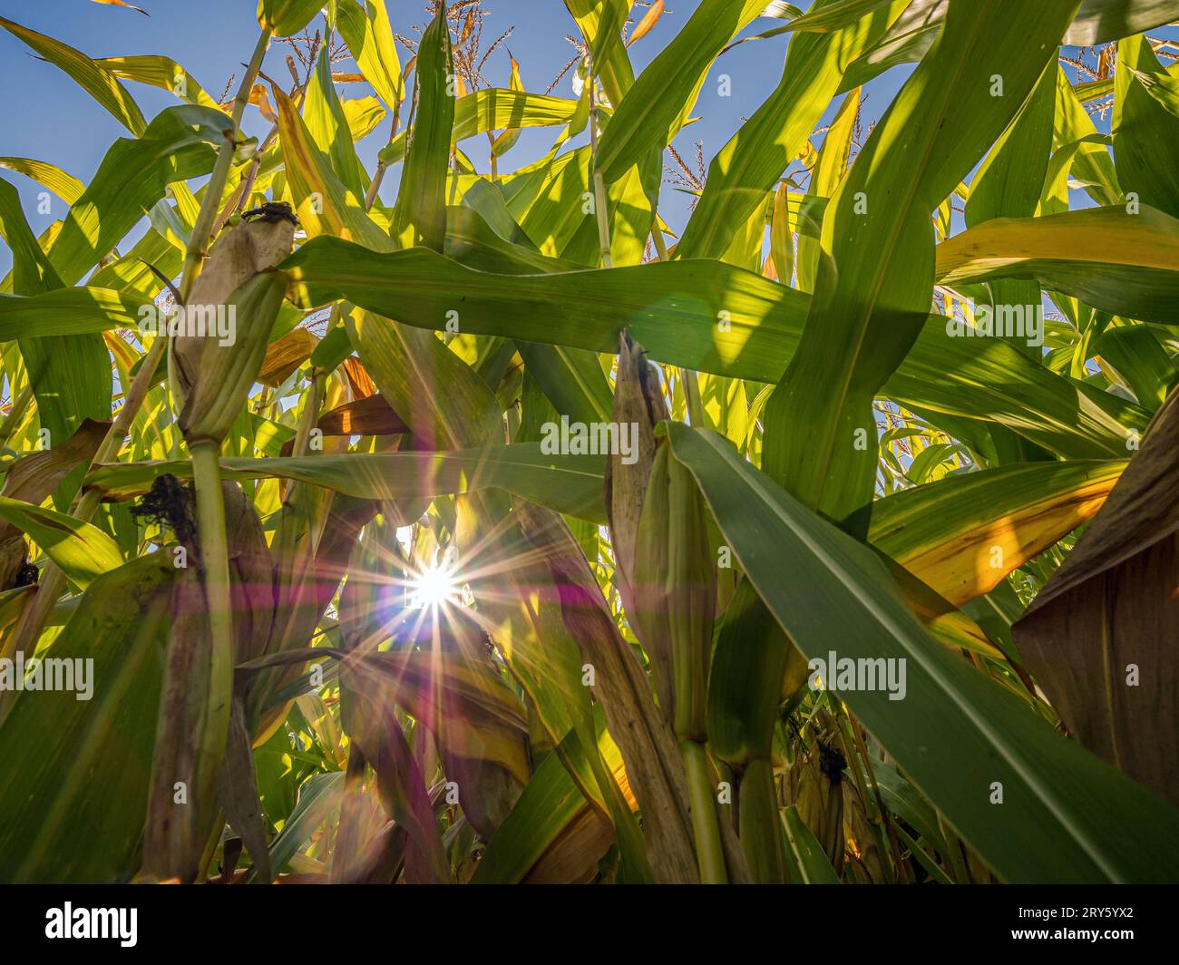 Campo di maturazione di piantagioni di mais dolce shot dal basso Foto Stock