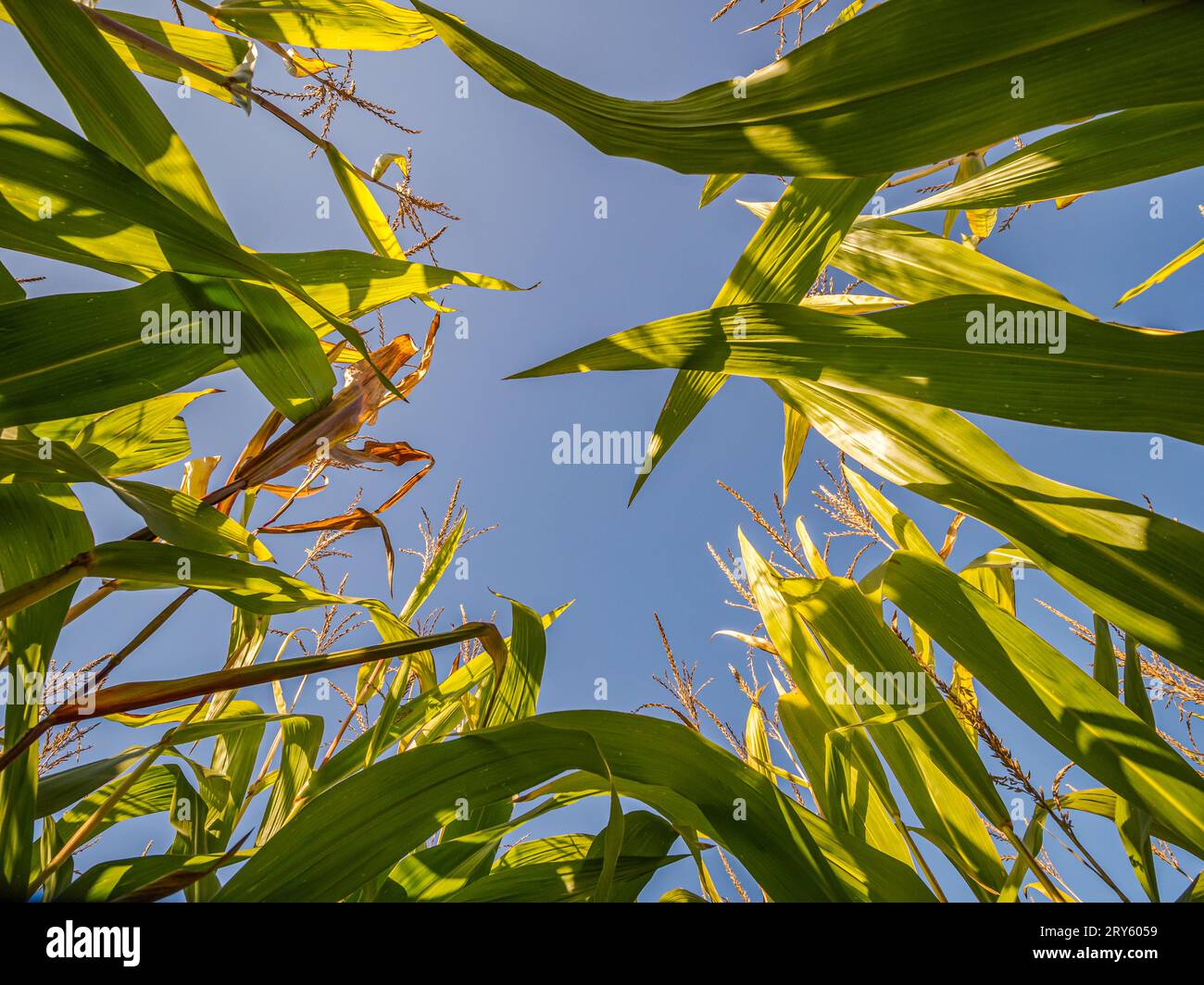 Campo di maturazione di piantagioni di mais dolce shot dal basso Foto Stock