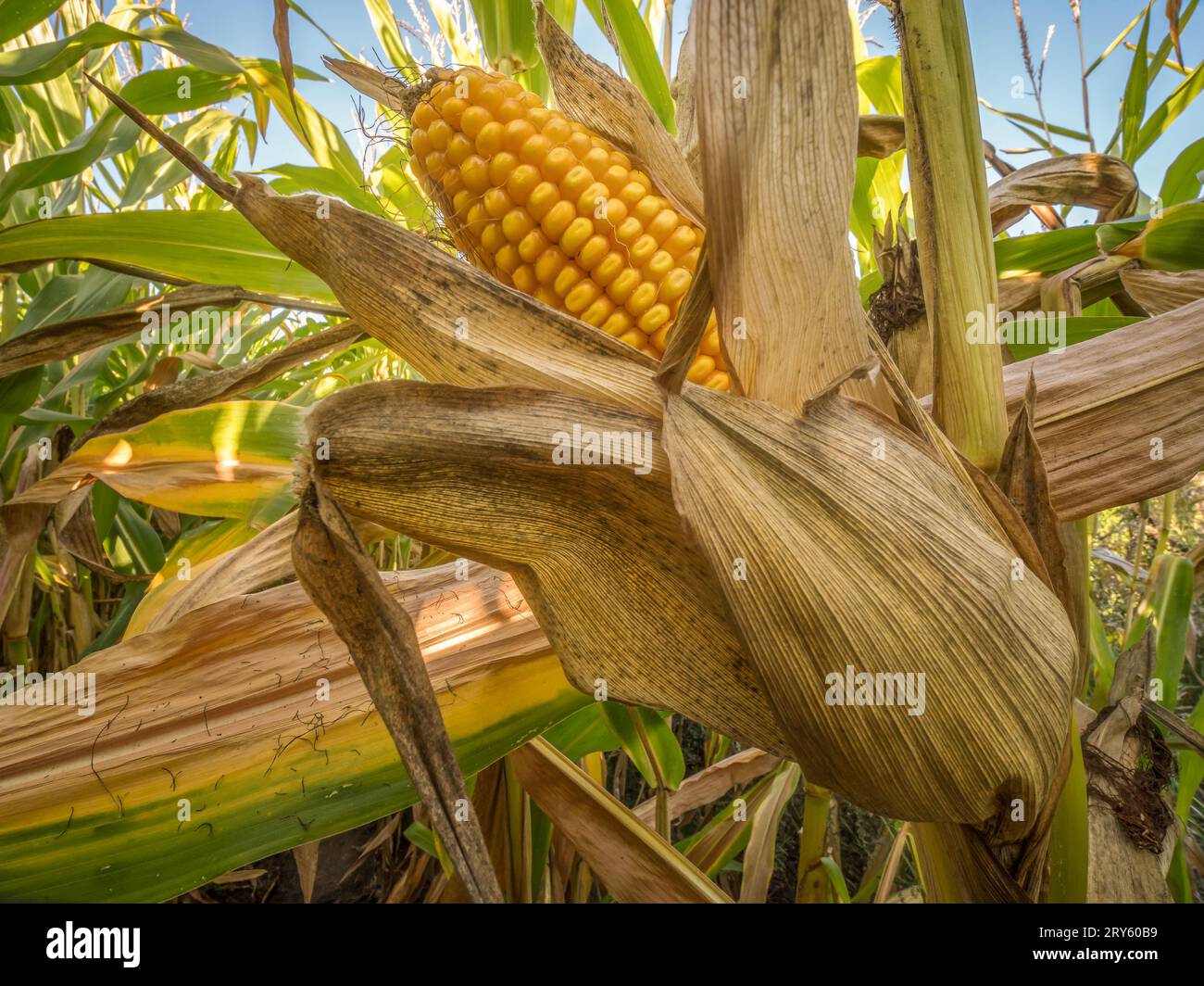 Primo piano della stagionatura di pannocchie di mais dolce su uno stelo vegetale Foto Stock