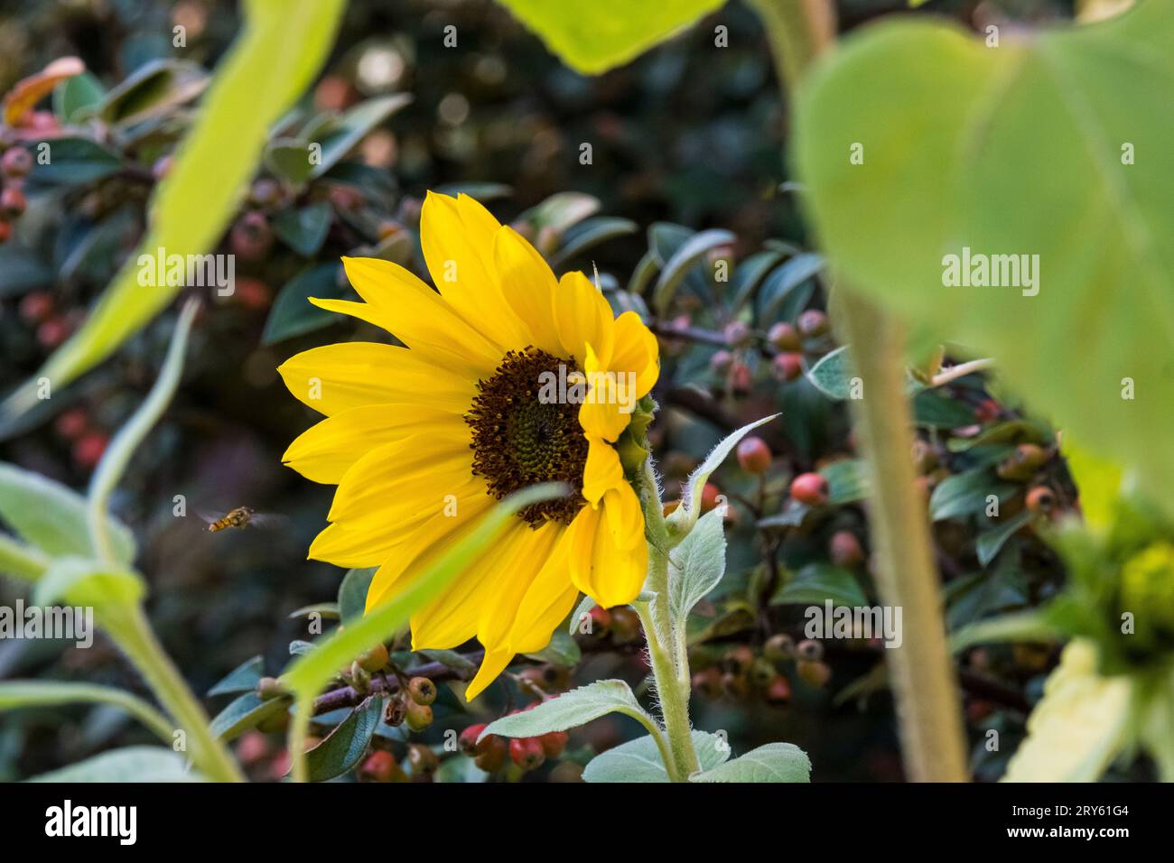 Splendidi fiori di girasole gialli in un giardino domestico in autunno, nel nord della Francia Foto Stock