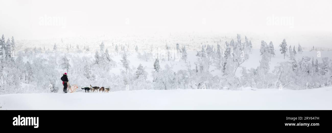 Slitta trainata da cani Husky in Lapponia, Finlandia, testata invernale panoramica Foto Stock