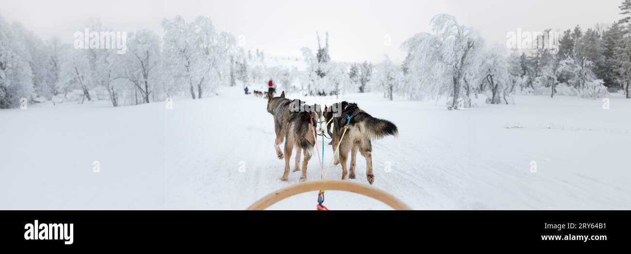 Husky dog sledding in Lapponia, banner web panoramico avventura invernale in Finlandia Foto Stock