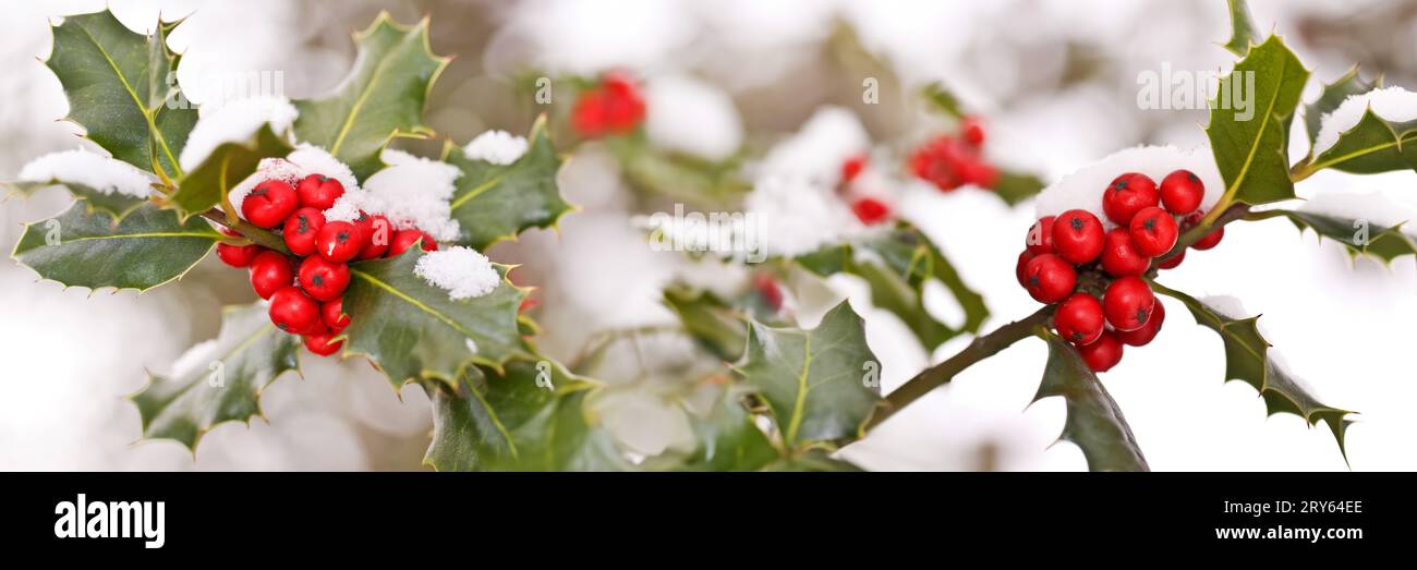 Primo piano di un ramo di holly con bacche rosse ricoperte di neve, un'intestazione di Natale panoramica Foto Stock