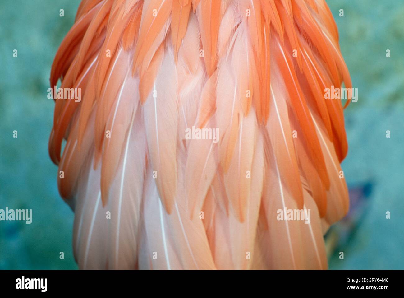 Primo piano, vista dall'alto del piumaggio di un fenicottero. Foto Stock
