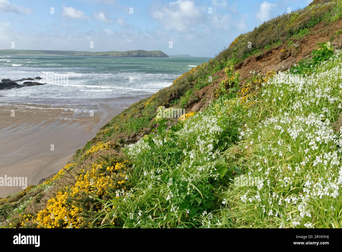 Tre porri d'angolo / tre aglio d'angolo (Allium triquetrum), una specie invasiva nel Regno Unito, che fiorisce in densi grumi su un promontorio costiero Foto Stock