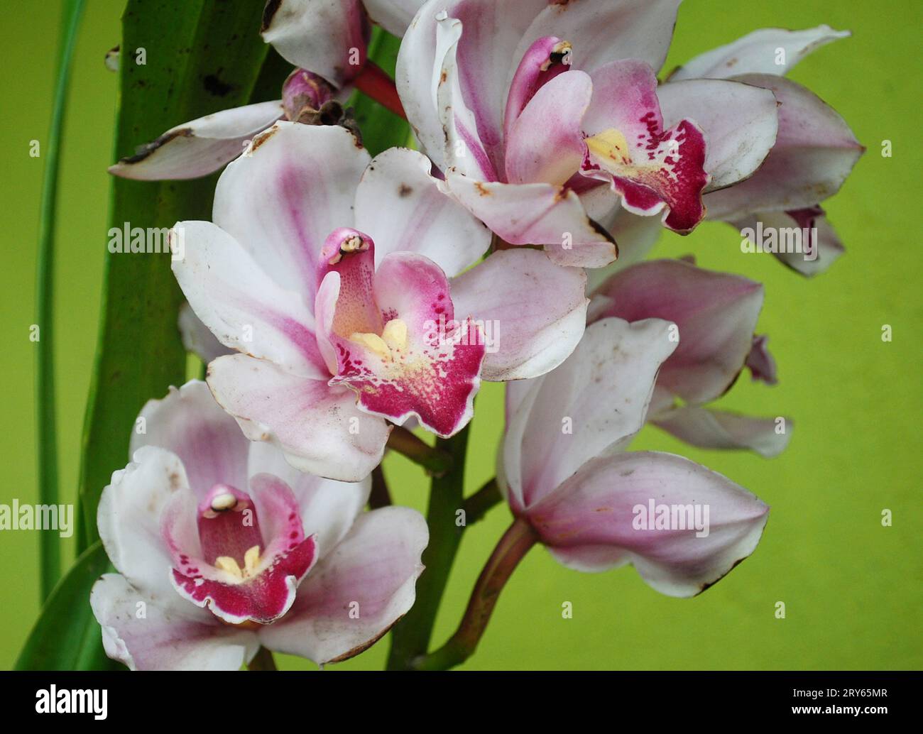 Cymbidium Orchid fiorì a casa Foto Stock