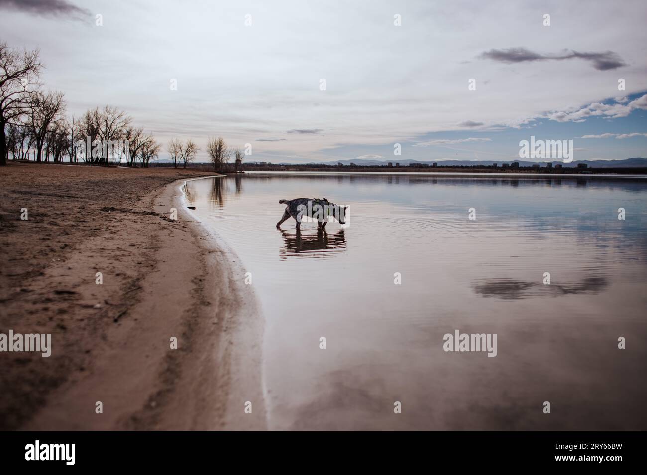 Giovane cane che cammina nel lago calmo Foto Stock