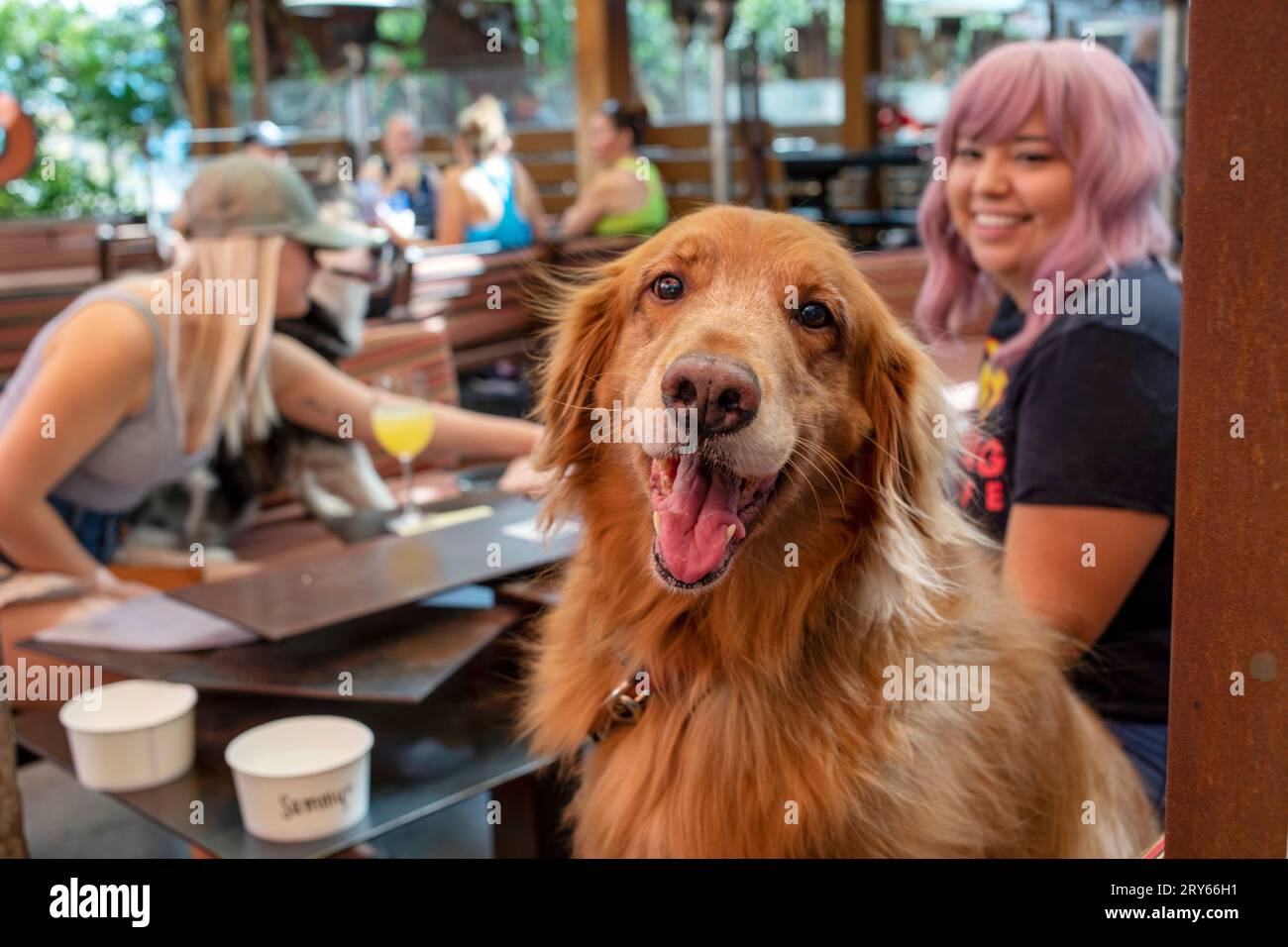 Cane sorridente seduto al tavolo con i proprietari sul patio del ristorante Foto Stock