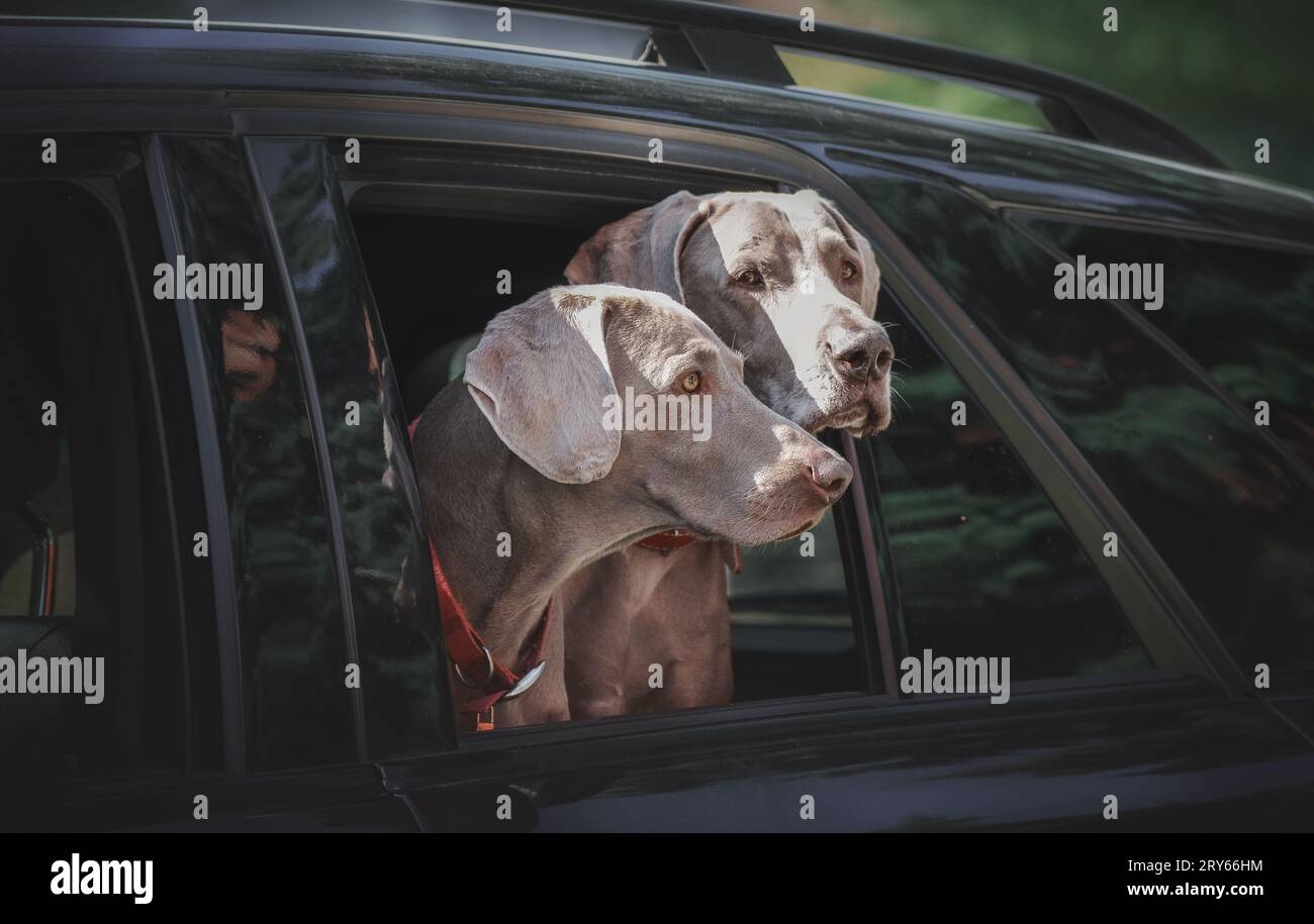 Un paio di cani grigi in piedi insieme che guardano fuori dal finestrino dell'auto. Foto Stock