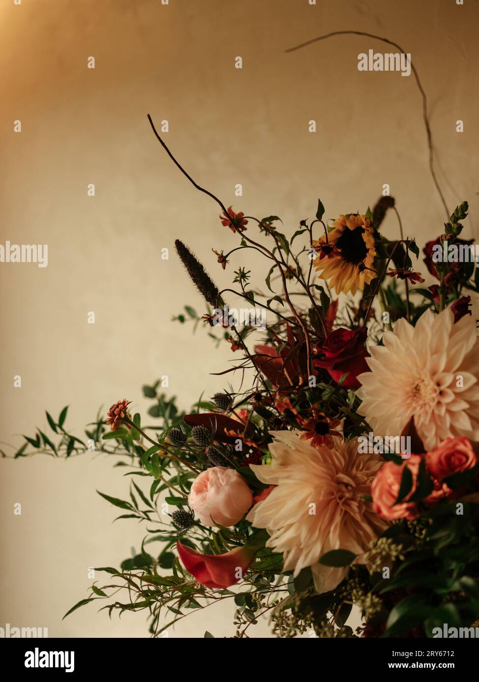 Primo piano dei fiori autunnali contro la parete neutra Foto Stock