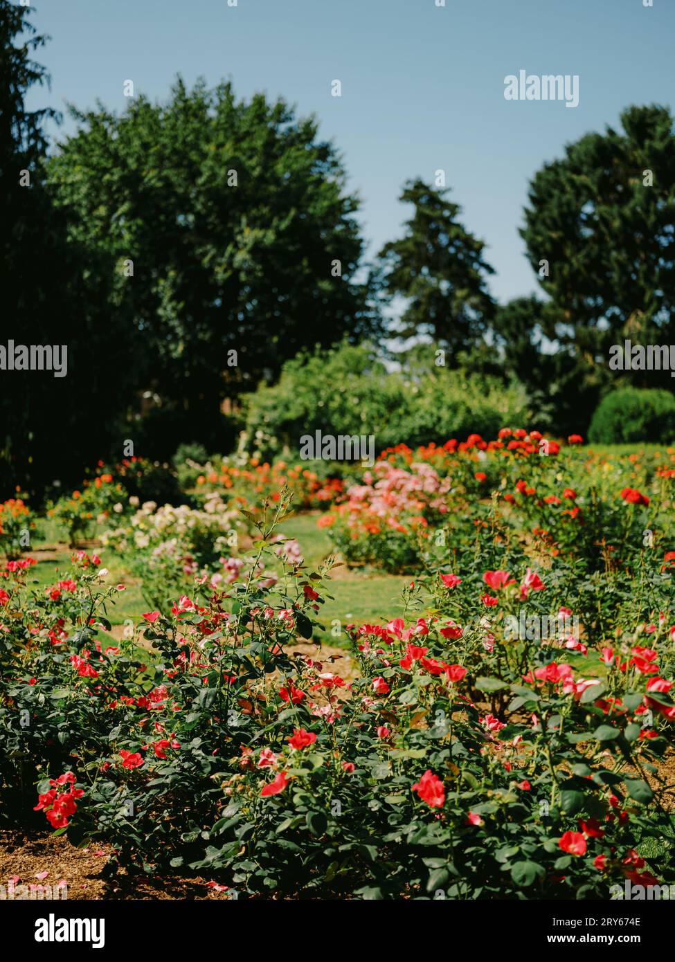 Giardino di rose soleggiato con cieli blu e vegetazione lussureggiante Foto Stock