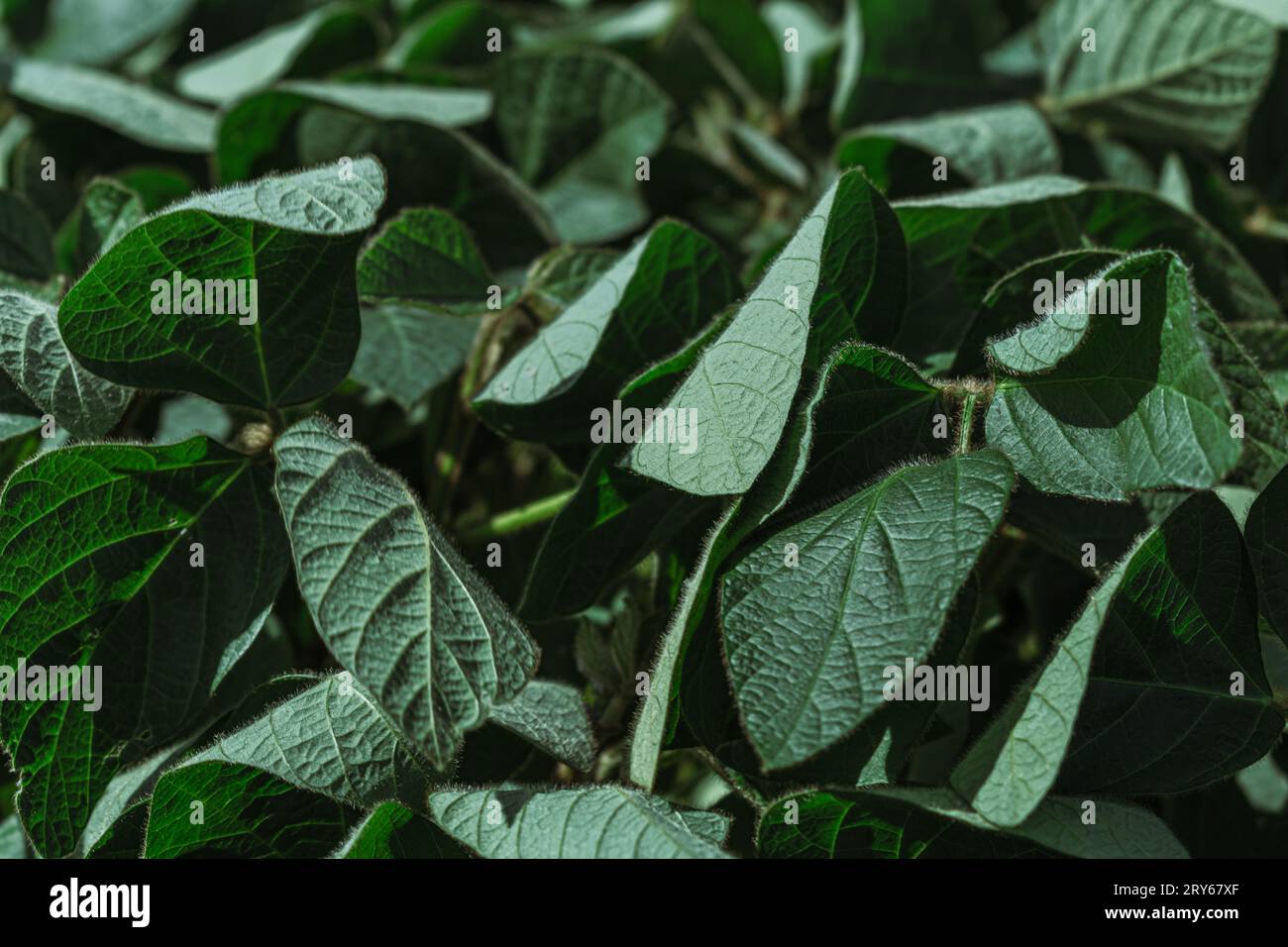 Una grande foglia di soia durante il periodo di crescita attiva su Foto Stock