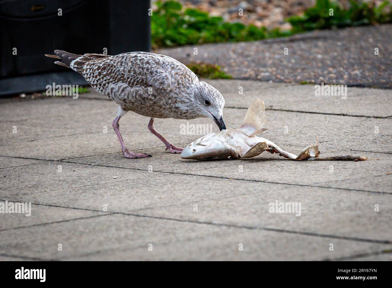 Un gabbiano che mangia un pesce morto su una passeggiata costiera, con una bassa profondità di campo Foto Stock