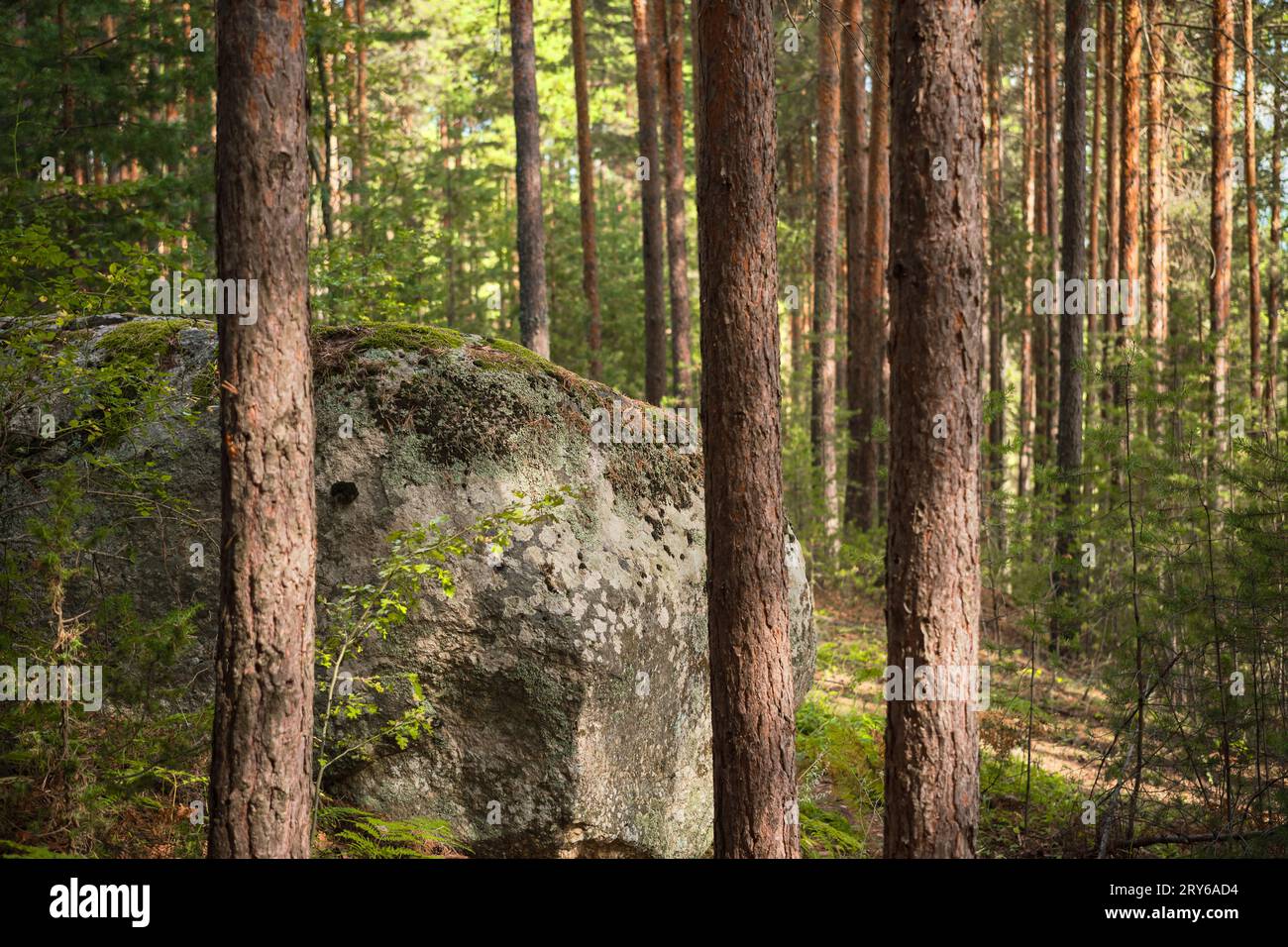 Roccia di granito nella pineta, ideale per lo sfondo o lo screensaver, attività ricreative all'aperto per il bagno nella foresta Foto Stock