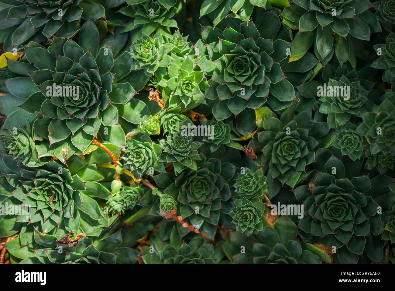 Sfondo per succulenti, idea per striscione o biglietto d'invito per passeggiate nella foresta, bagni nella foresta Foto Stock