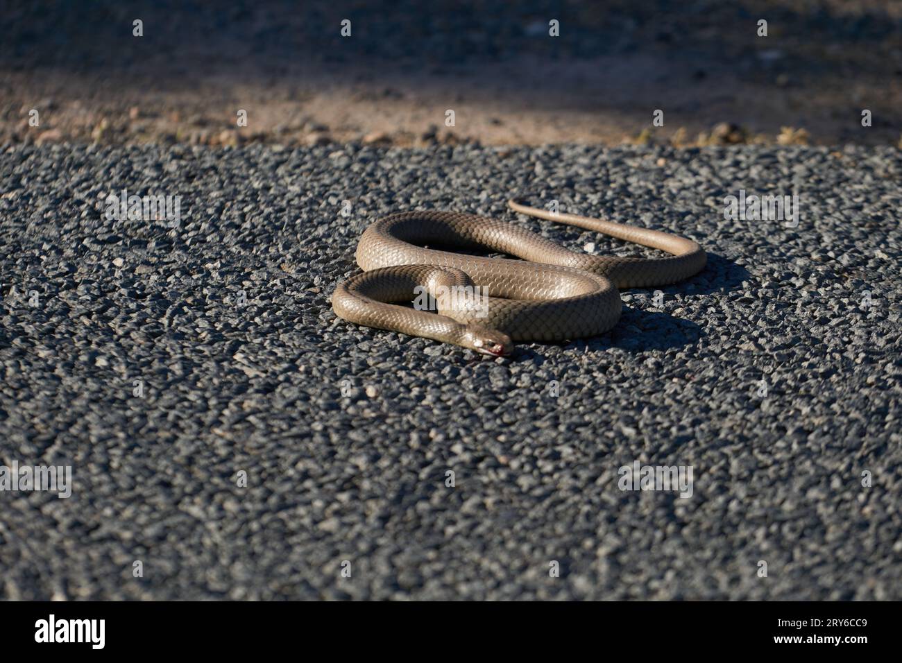 Pseudonaja textilis, il serpente marrone di Pasqua altamente velenoso su una strada che emerge dopo l'ibernazione. Foto Stock