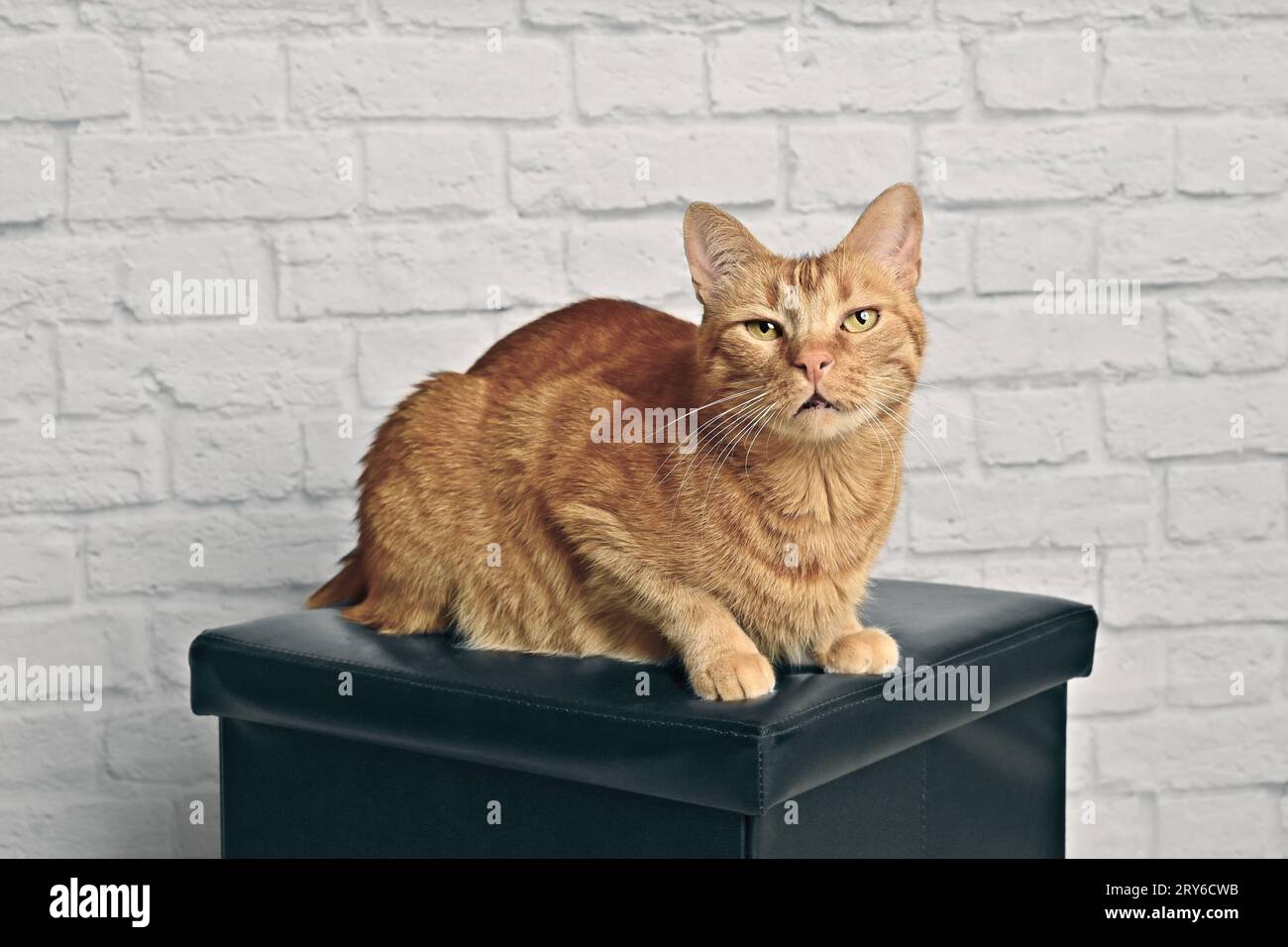 Un grazioso gatto rosso seduto su uno sgabello e che sembrava cuioso davanti alla macchina fotografica. Immagine orizzontale con messa a fuoco selettiva. Foto Stock