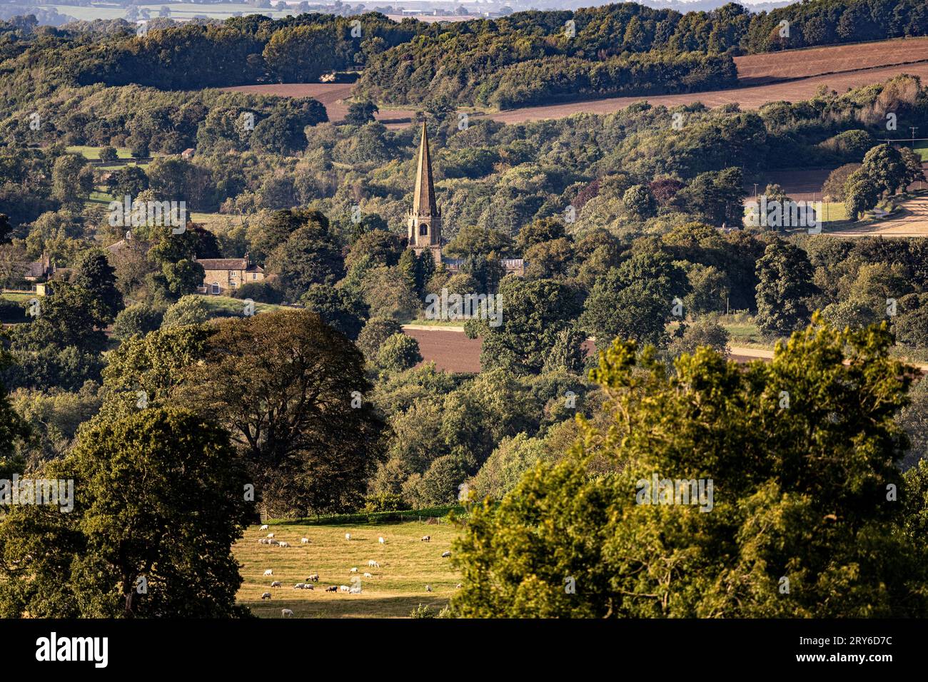 Lunga vista della guglia della chiesa di Masham da Hackfall Woods, Yorkshire Dales, Regno Unito Foto Stock