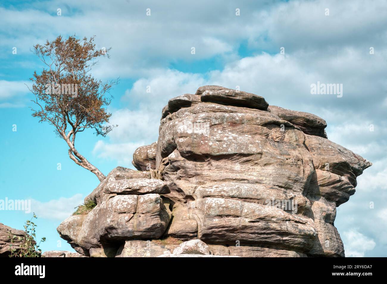 Albero solitario e erosione glaciale che mostra piani geologici di lettiera nella sabbia di pietra di Brimham Rocks, Nidderdale, North Yorkshire, Regno Unito Foto Stock