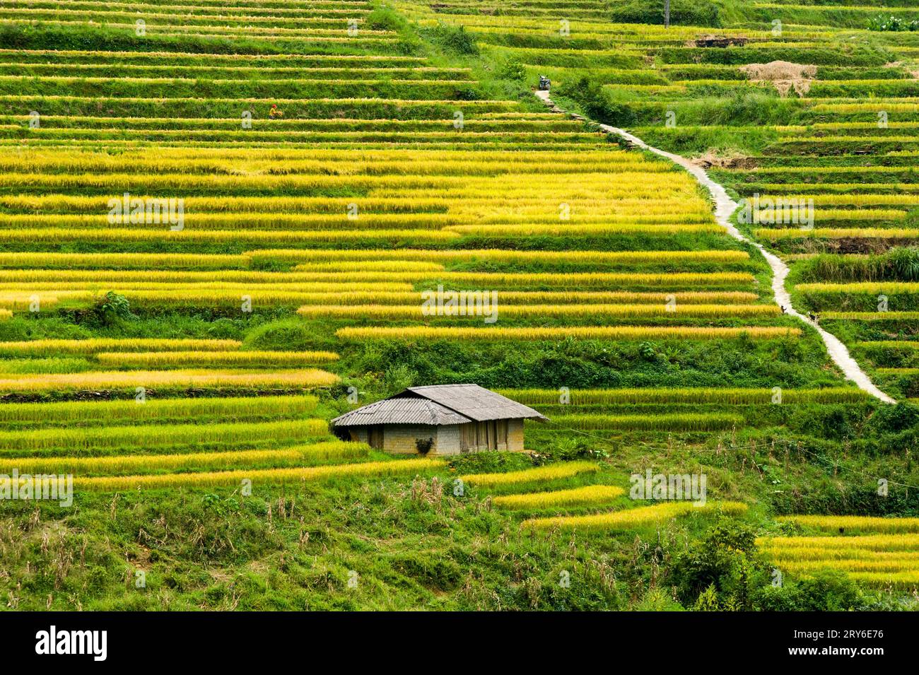 I posti migliori per vedere le risaie terrazzate di Sapa Foto Stock