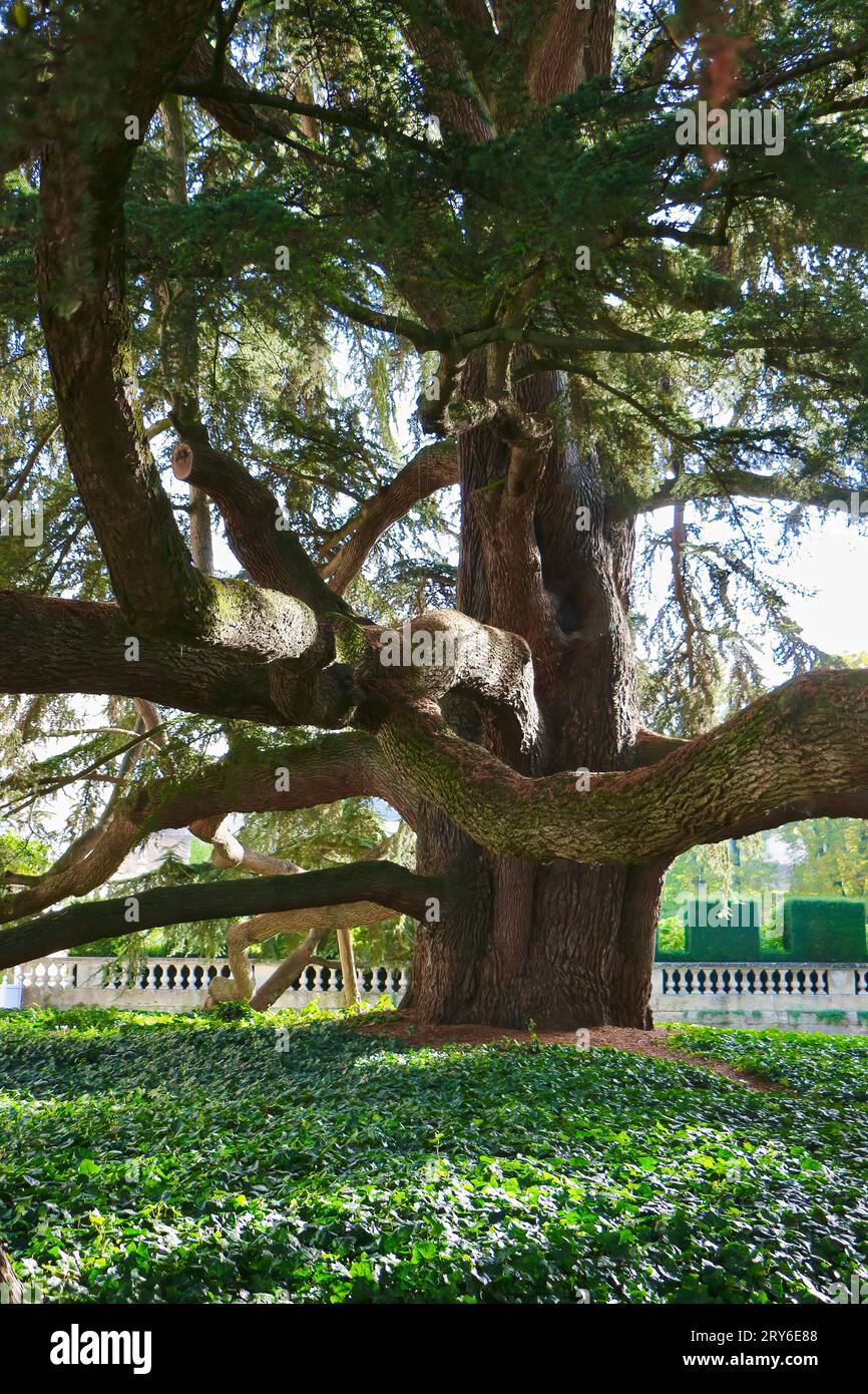 Cedro gigante del Libano albero di conifere sempreverde piantato nel 1804 nel Museo delle Belle Arti di Tours Gardens Tours France Foto Stock