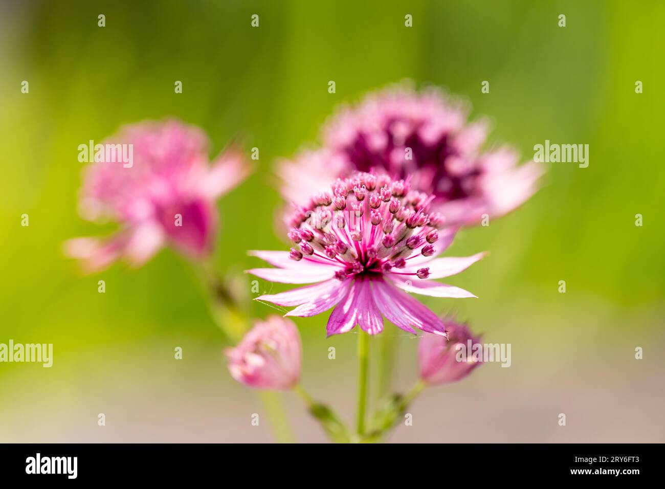 Astrantia Roma primo piano dei fiori Foto Stock