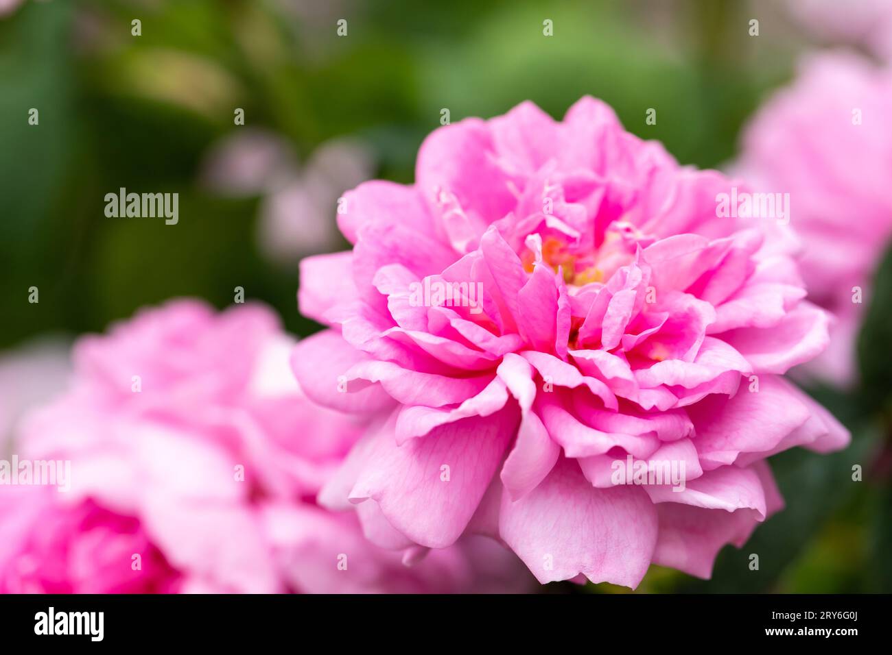 Primo piano delle rose rosa inglesi Foto Stock