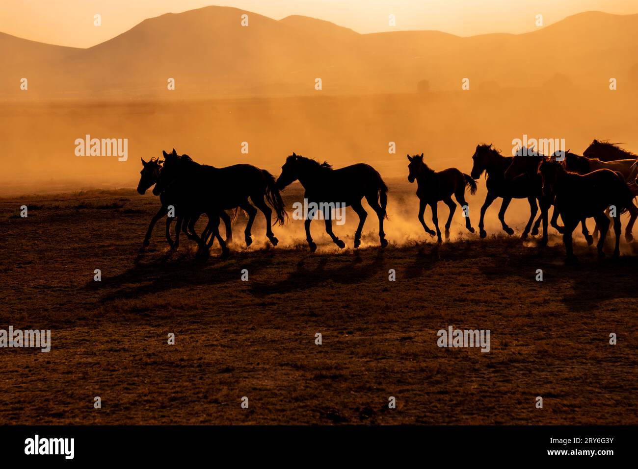 Cavalli selvaggi su un campo polveroso rurale al tramonto nella città di Kayseri, paese della Turchia, paesaggio Foto Stock