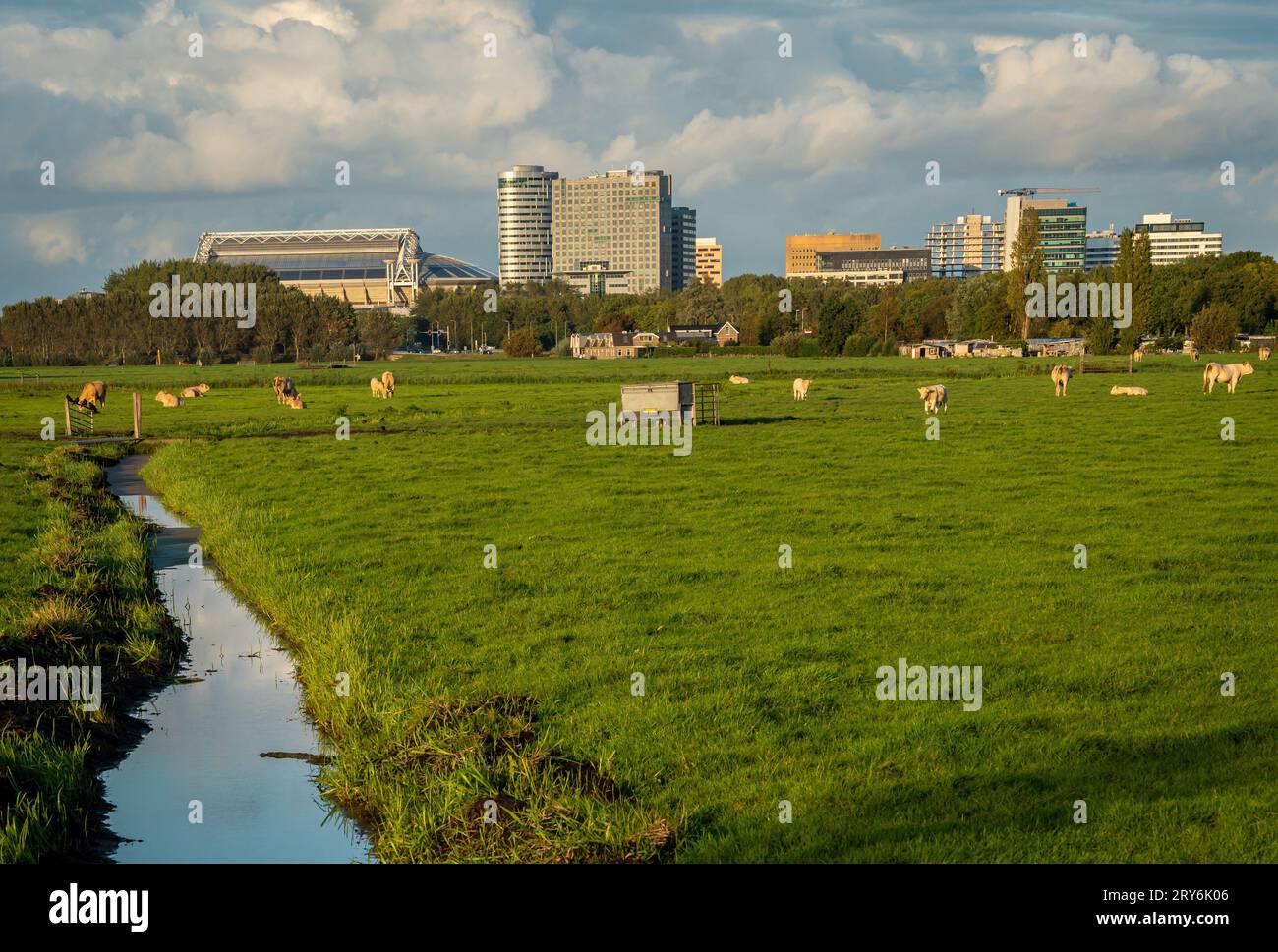 Vista di Amsterdam Zuidoost, edifici alti e moderni visti dal campo agricolo con il bestiame Foto Stock