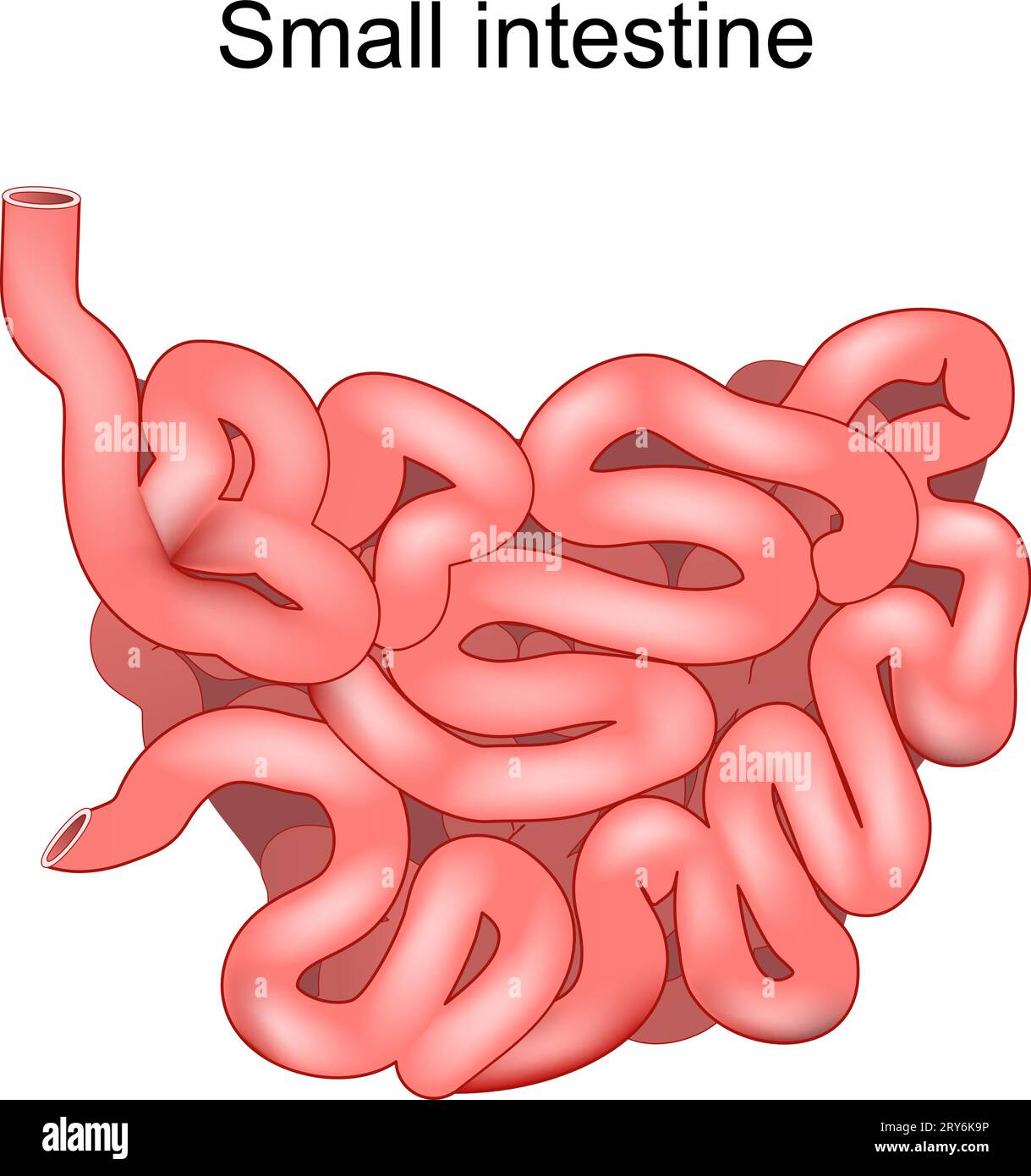 Intestino tenue. Illustrazione medica. Anatomia umana. L'intestino tenue fa parte di un tratto gastrointestinale. Apparato digerente. Illustrazione vettoriale Illustrazione Vettoriale