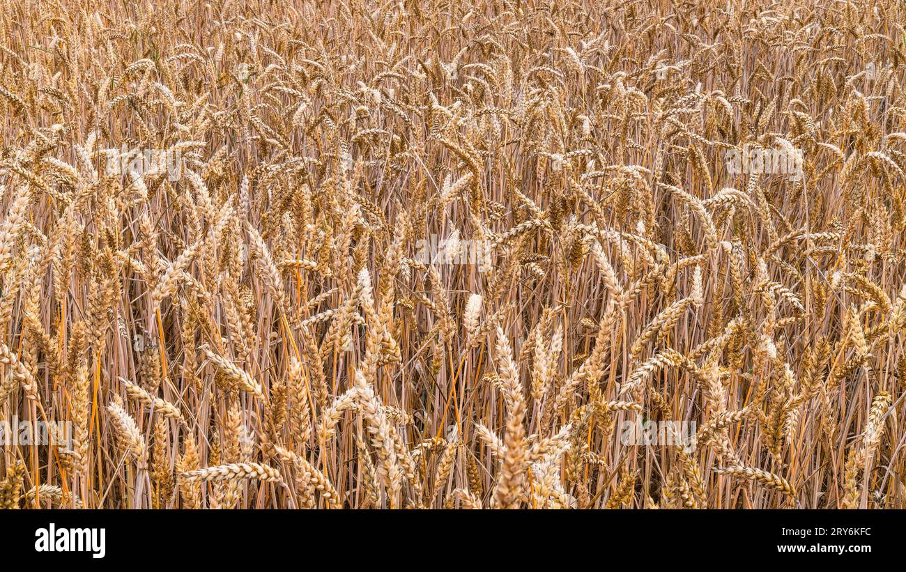 Chiudi un campo di orecchie di pane e grano maturi. Triticum aestivum. Campo di mais estivo con punte dorate e grani secchi dalla consistenza naturale. Raccolta di colture rurali. Foto Stock
