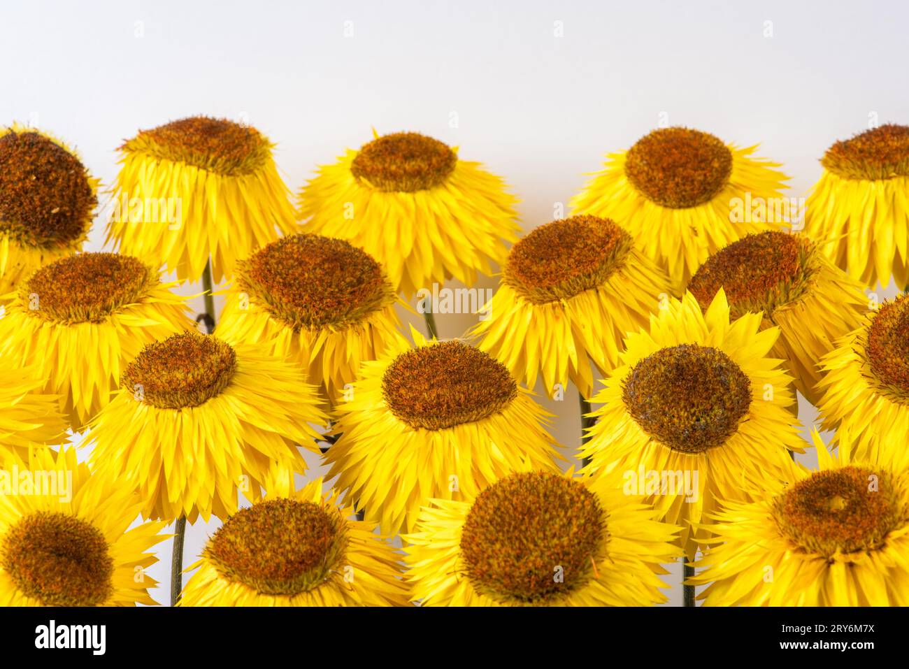 Testa di fiore secco di xerochrysum bracteatum fiore, primo piano Foto Stock