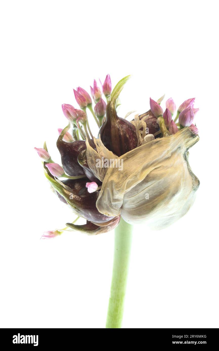 Lo scoppio di un bulbo all'aglio rivela i bulbi che germinano e formano piccoli fiori. Foto Stock