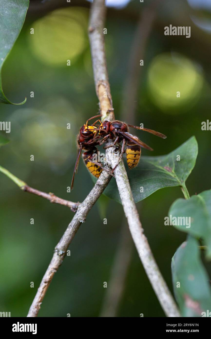 Due calabroni che combattono per la linfa degli alberi su un ramo lilla. Foto Stock