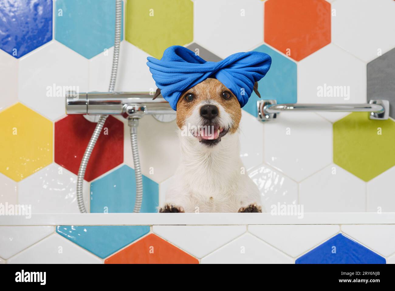 Concetto di pulizia e lavaggio dei cani. Simpatico cane con turbante fatto di asciugamano sulla testa in bagno Foto Stock