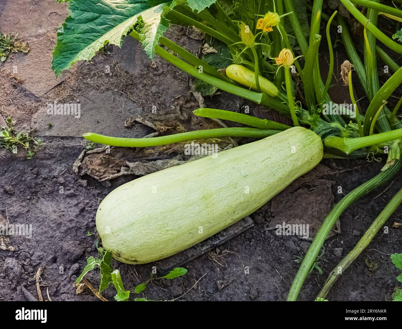 Le zucchine crescono a terra nel giardino. Un'enorme zucchina coltivata in giardino per estrarre i semi da piantare. Foto Stock