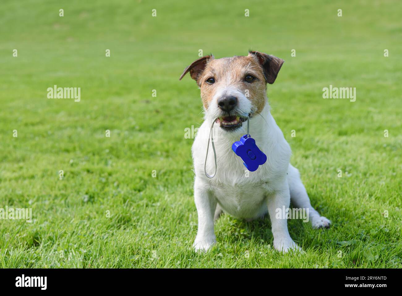 Concetto di allenamento dei cani senza stress con clicker e rinforzo positivo Foto Stock