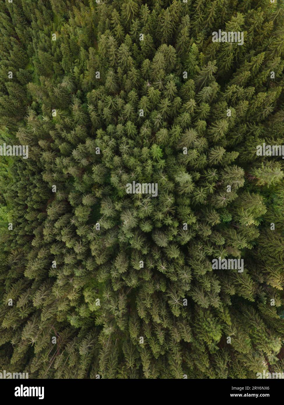 Foresta intorno al castello di Monguelfo-Tesido sparata con un drone Dji in Italia Foto Stock
