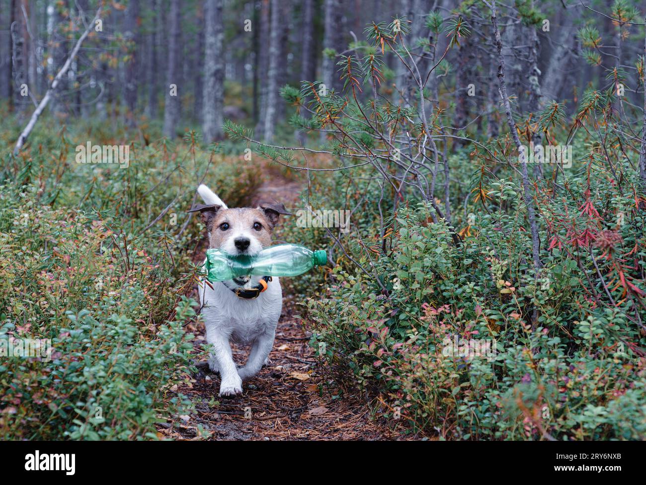Cane che corre lungo il sentiero nella foresta tenendo in mano una bottiglia di plastica che aiuta a pulire i rifiuti dalla natura Foto Stock
