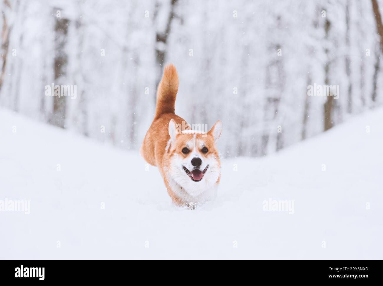 Nel bellissimo parco invernale, il cane gioca sulla neve Foto Stock