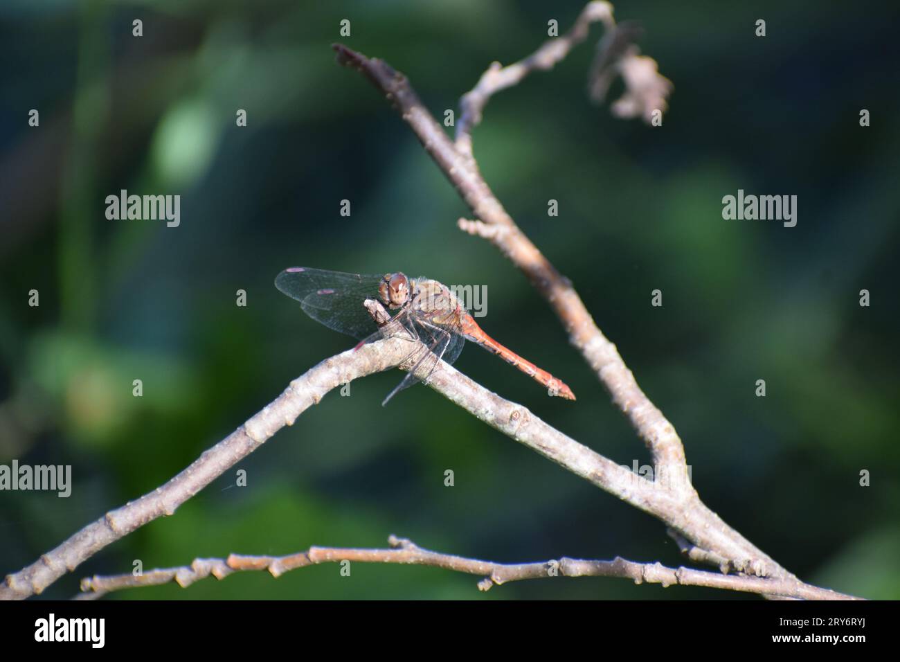 Libellula rossa Foto Stock