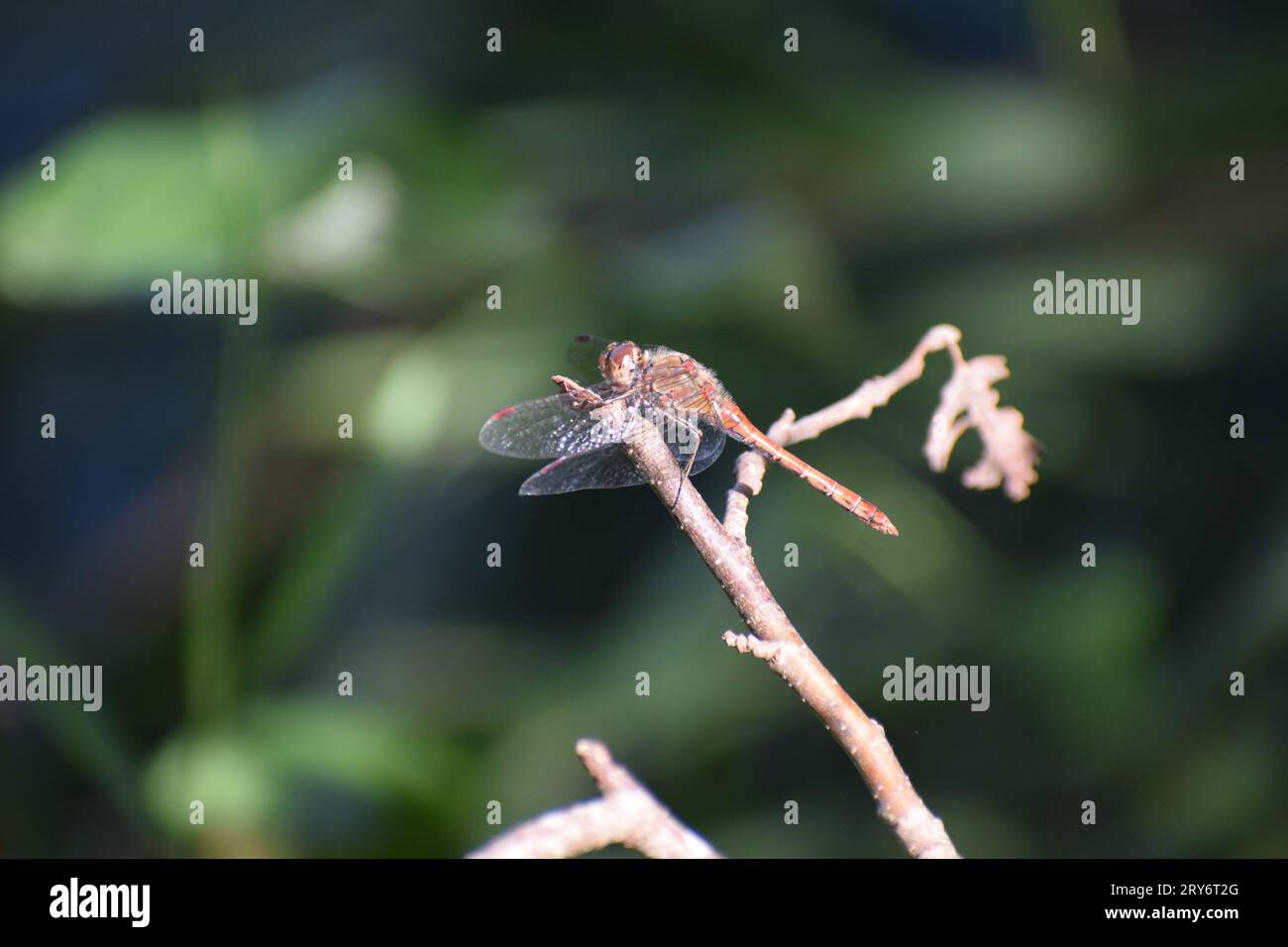 Libellula rossa Foto Stock