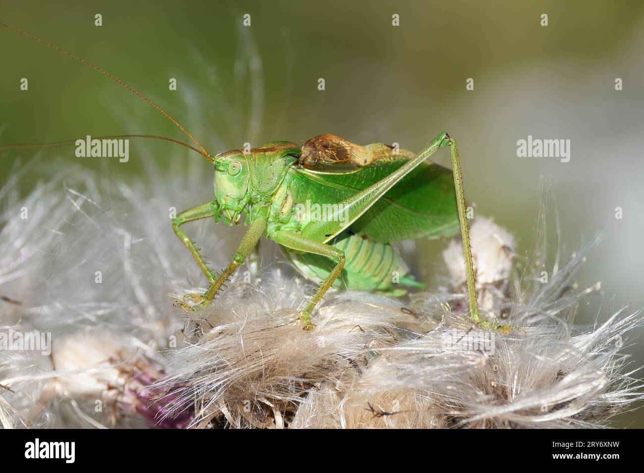 Cavalletta verde su impianto di fioritura del cardo. Grande cricket verde, Tettigonia viridissima. Foto Stock