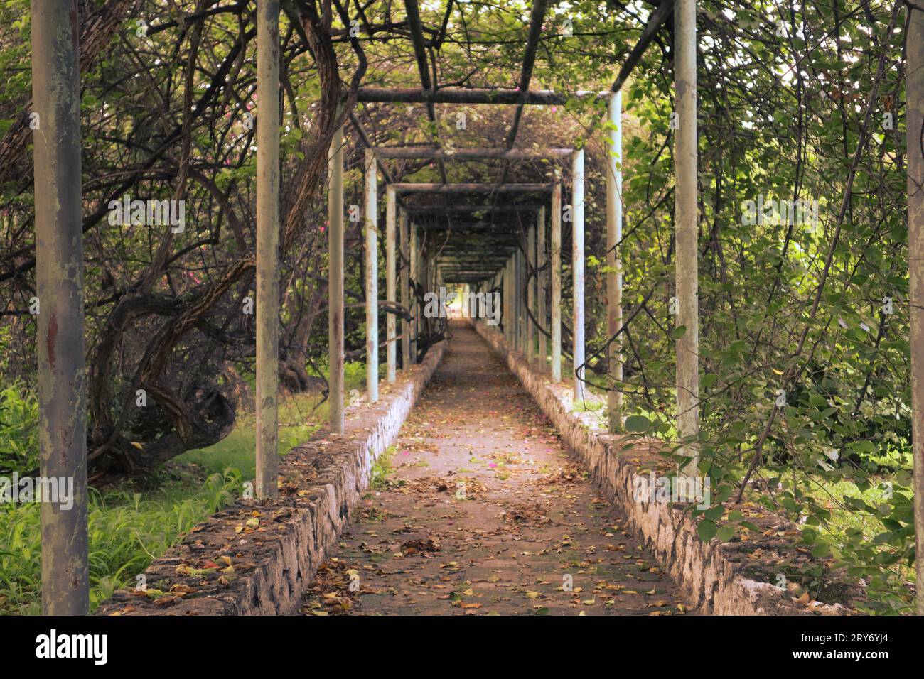 Un sentiero giardino adornato da viti a cascata e foglie lussureggianti, che vi invita in un viaggio di serenità e meraviglie botaniche. Foto Stock